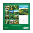 Falinaptár képes lemeznaptár 300x300mm, Amazing Rainforest Realsystem 2026.